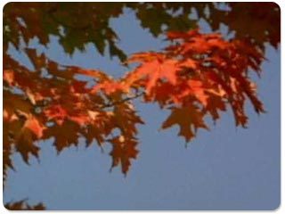 Animated Thanksgiving Hues Wallpaper Screenshot